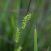Carex montana