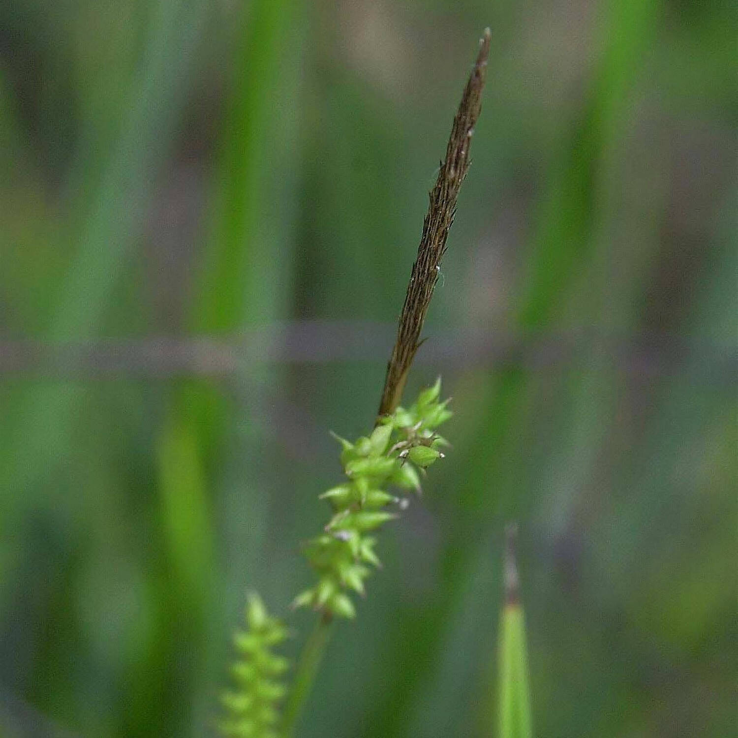 Kategorie <b>Bodendecker </b> - Japanische Segge - Carex morrowii