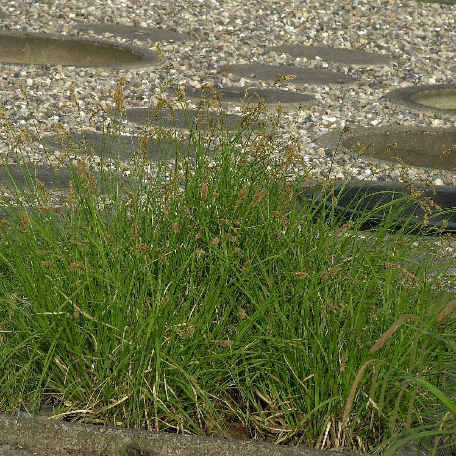 Rispen-Segge - Carex paniculata