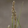 Carex paniculata