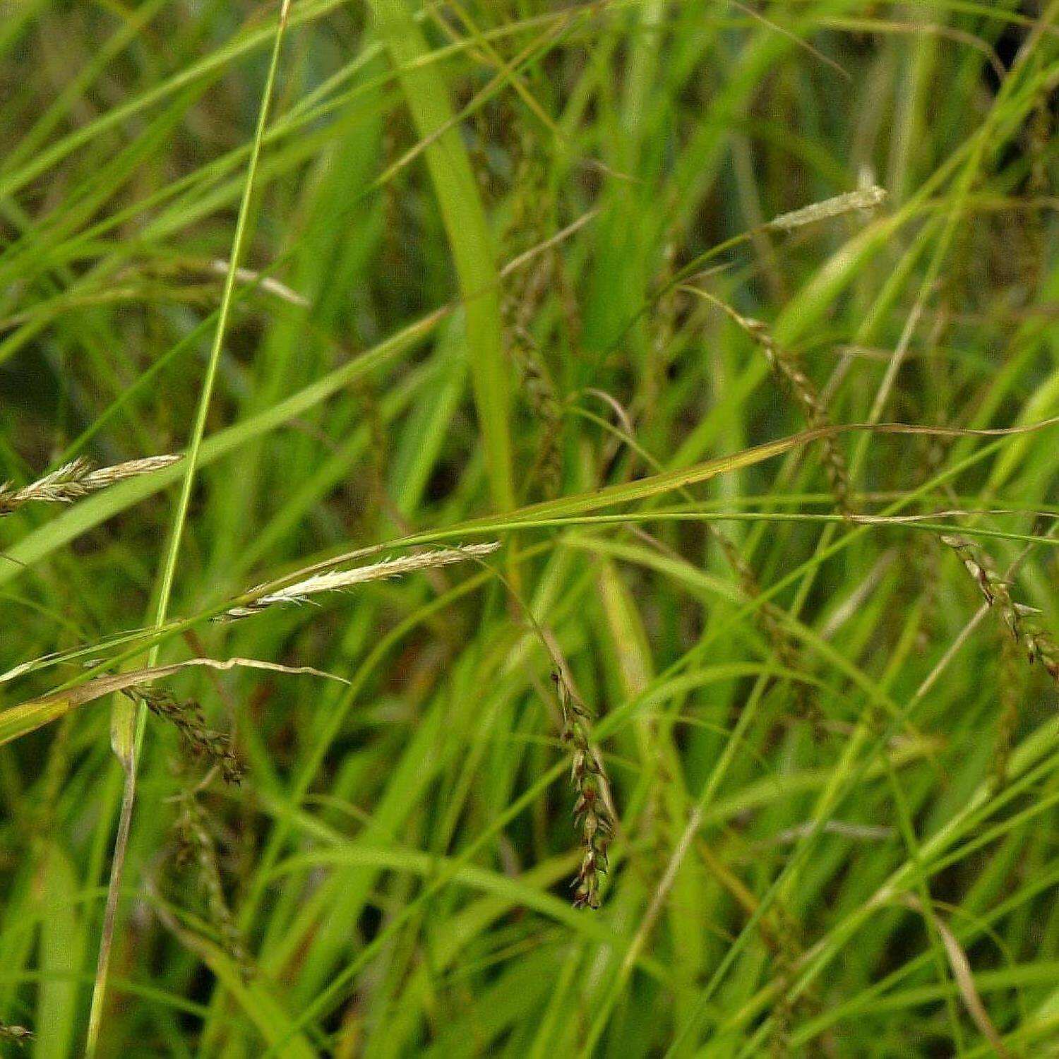  Wald Segge - Carex sylvatica