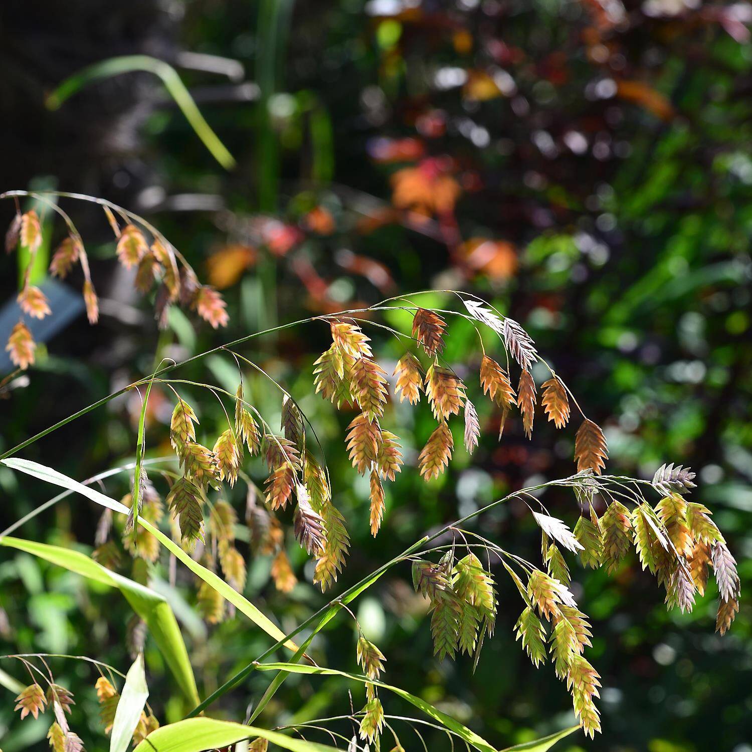 Kategorie <b>Gräser </b> - Plattährengras - Chasmanthium latifolium