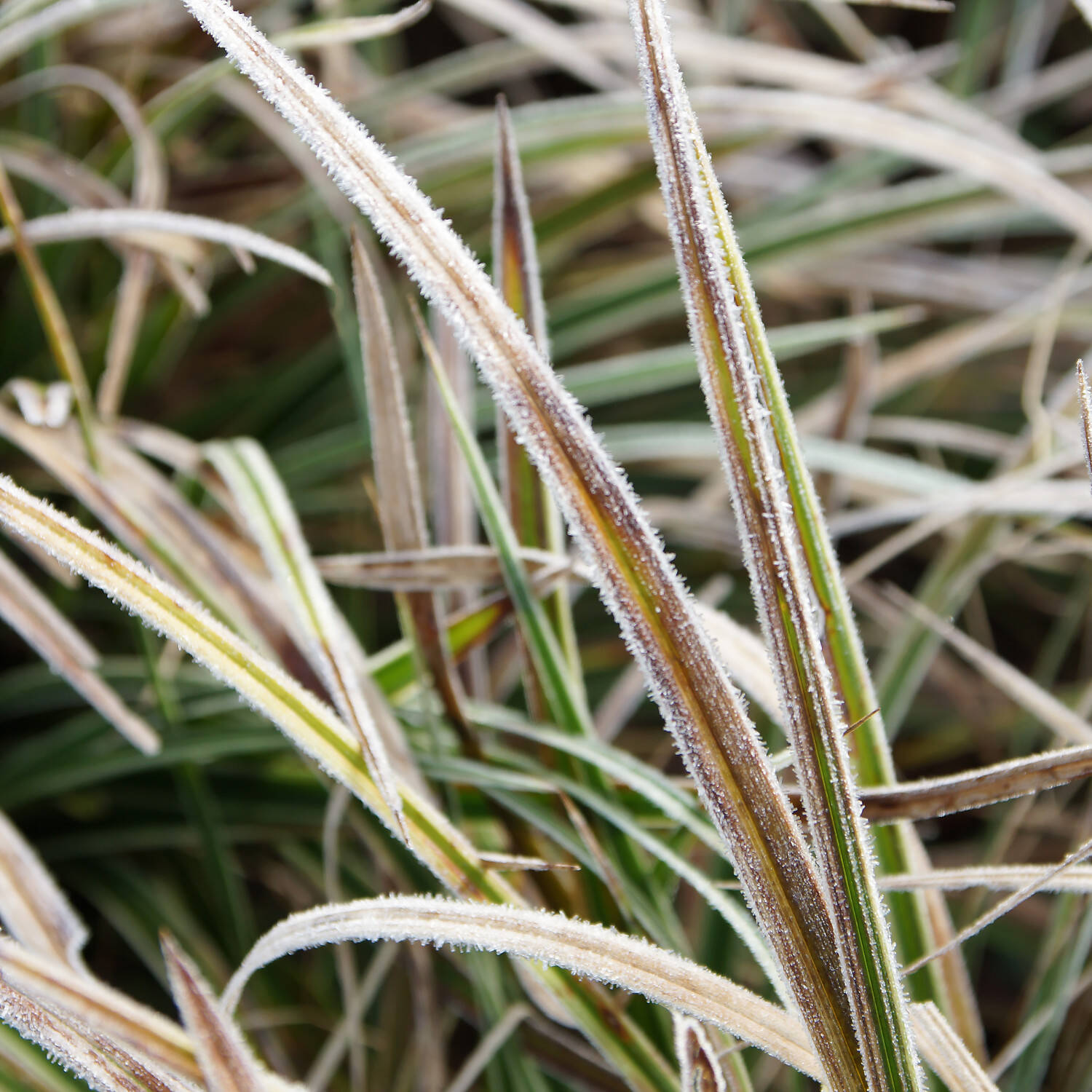  Weißgerandete Segge 'Variegata' / 'Marginata' / 'Snowline' - Carex conica 'Variegata' / 'Marginata' / 'Snowline'