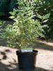 Cornus alba Elegantissima C 3-5 40-60 cm