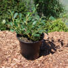 Cotoneaster dammeri radicans P 1 20-30 cm