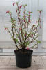 Ribes sanguineum King Edward VII C 3-5 40-60 cm