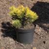 Pinus mugo Carstens Wintergold C 5 25-30 cm