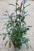 Photinia fraseri Red Robin C 10 80-100 cm