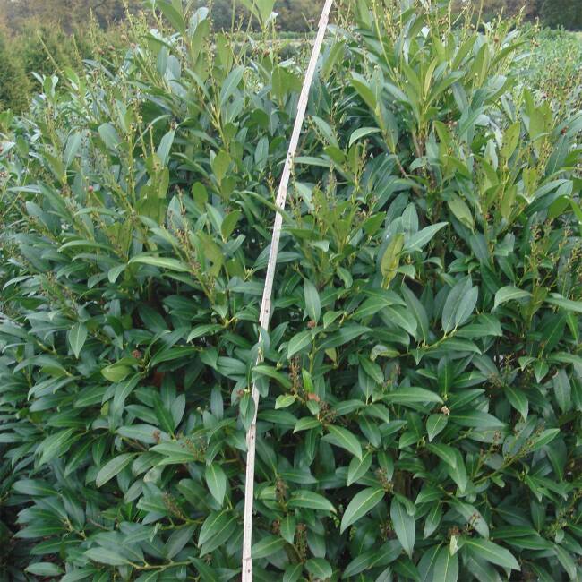 Prunus laurocerasus Herbergii