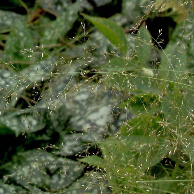 Deschampsia caespitosa Tardiflora P 0,5