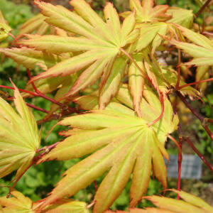 Acer palmatum Green Trompenburg