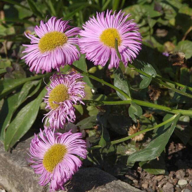 Erigeron x hybridus Rosa Juwel