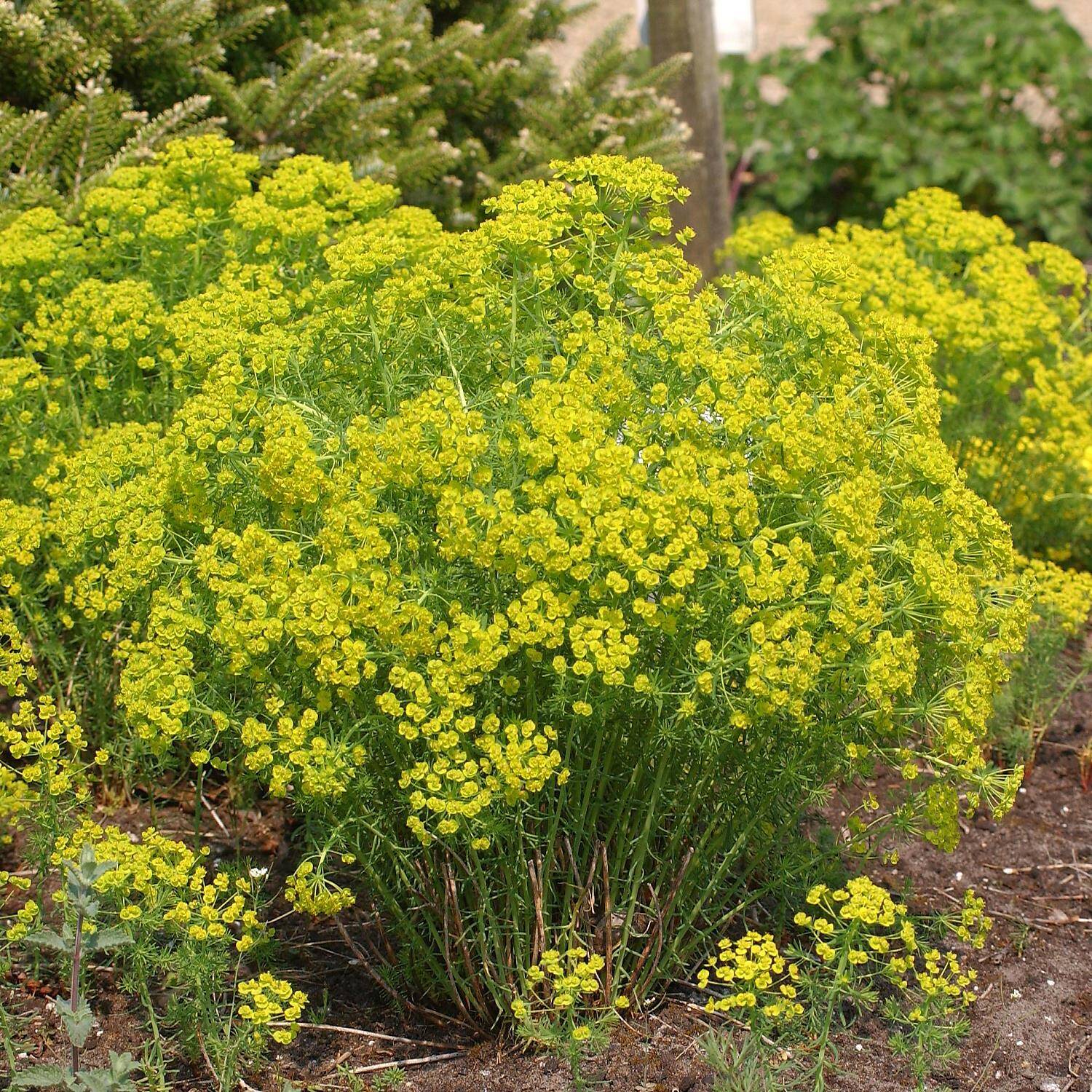  Zypressen-Wolfsmilch - Euphorbia cyparissias
