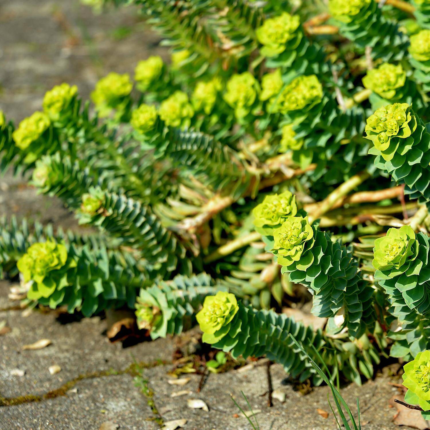  Walzen-Wolfsmilch - Euphorbia myrsinites