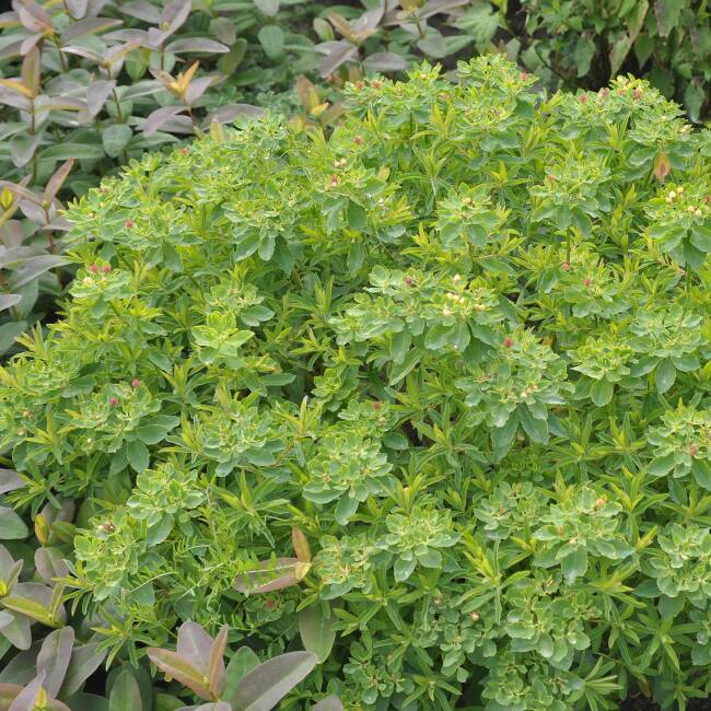 Euphorbia polychroma P 0,5