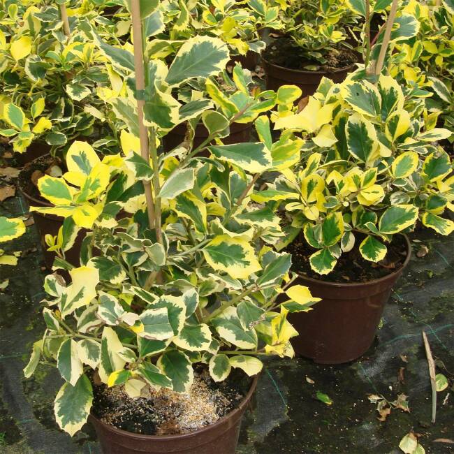 Ilex aquifolium / altaclerensis Golden King