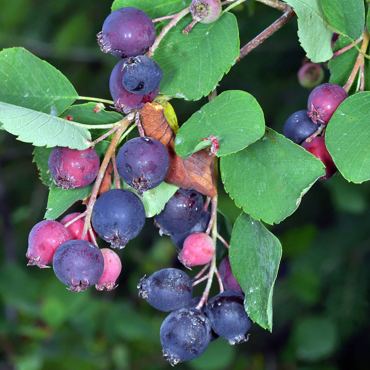 Kategorie <b>Laubbäume </b> - Felsenbirne 'Greatberry Farm' - Amelanchier alnifolia 'Greatberry Farm'