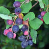 Amelanchier alnifolia Greatberry Farm