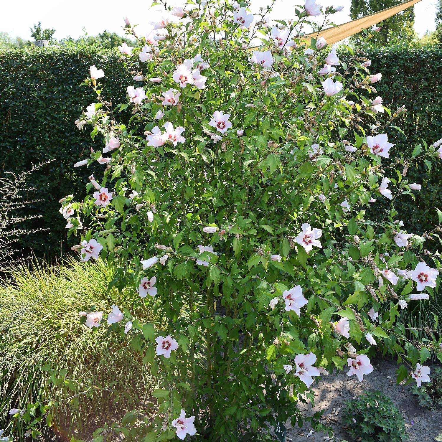hibiscus syriacus 'hamabo'