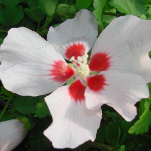 Hibiscus syriacus Mathilda