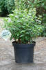 Hydrangea paniculata Bobo® C 7,5 40-60 cm