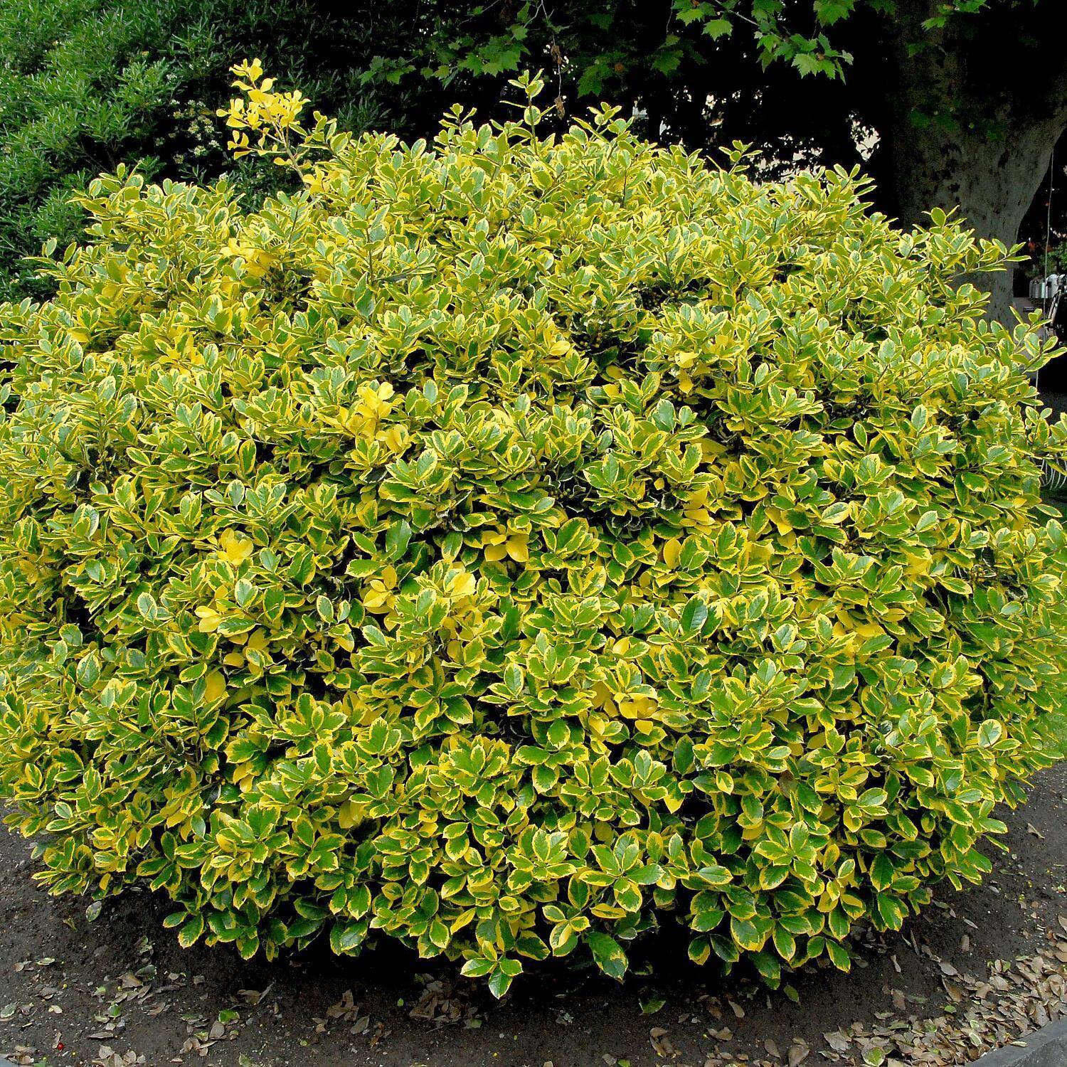 Kategorie <b>Laubbäume </b> - Gelbbunte Stechpalme 'Golden van Tol' - Ilex aquifolium 'Golden van Tol'