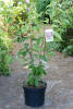 Prunus serrulata Kanzan C 7,5 80-100 cm