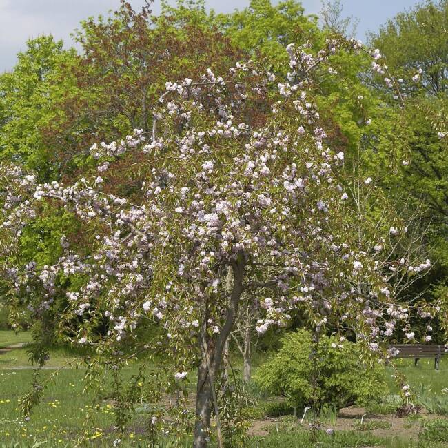 Prunus serrulata Kiku-shidare-Zakura