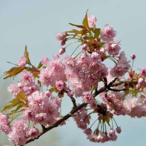 Prunus serrulata Kiku-shidare-Zakura