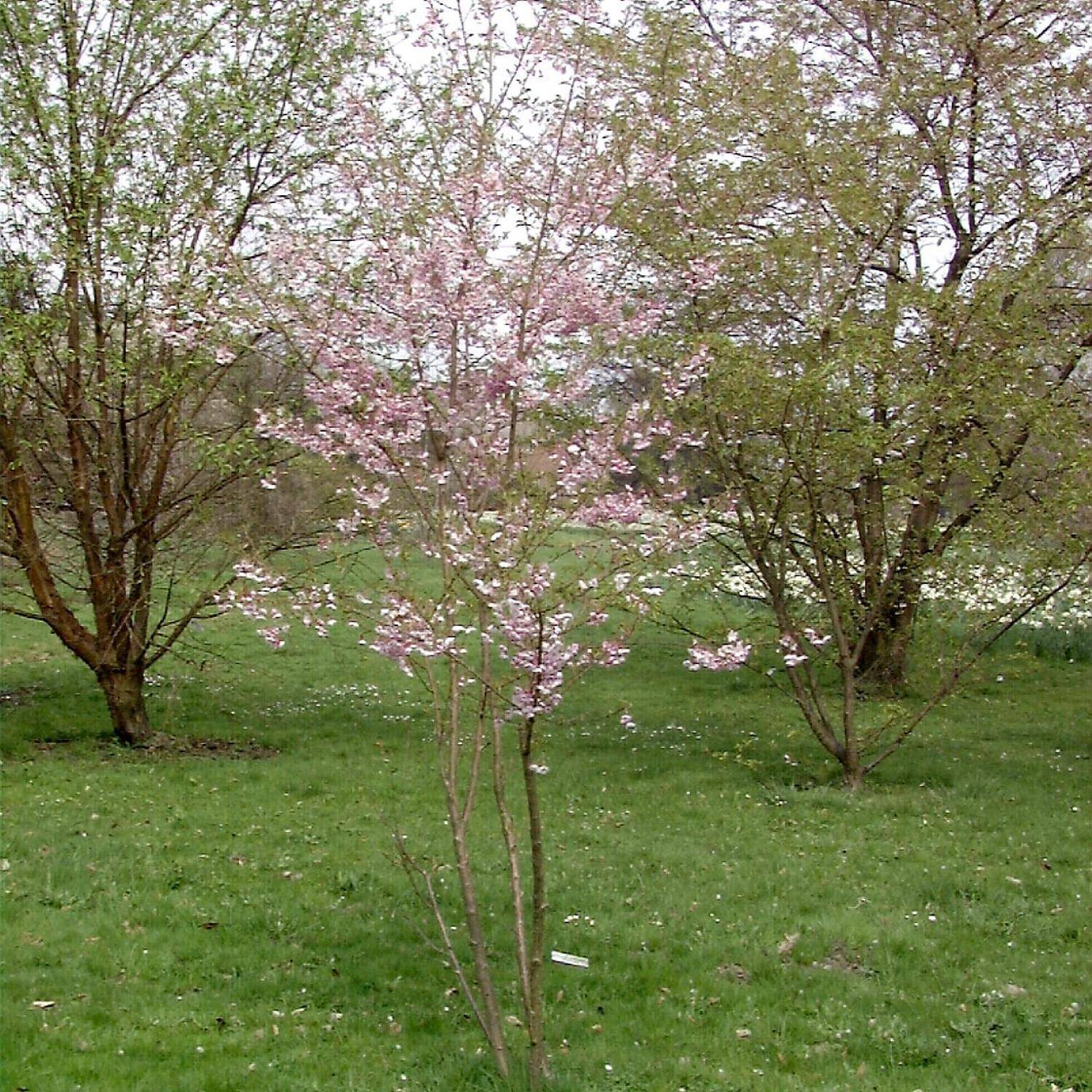 Kategorie <b>Laubbäume </b> - Zierkirsche 'Fukubana' - Prunus subhirtella 'Fukubana'
