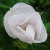 Rosa rugosa Alba C 4