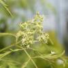 Sambucus racemosa Golden Lace ®