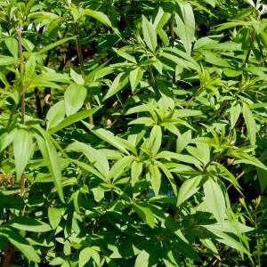 Vitex agnus-castus latifolia
