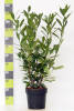 Prunus laurocerasus Novitas C 7,5 80-100 cm