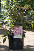 Sambucus nigra Black Beauty ® C 5 40-60 cm