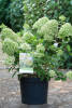 Hydrangea paniculata Little Lime ® C 7,5 40-60 cm