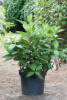 Hydrangea paniculata Magical Vesuvio® C 7,5 60-80 cm