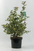 Ilex aquifolium Argentea Marginata C 5 40-60 cm