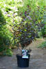 Prunus cistena C 7,5 60-100 cm