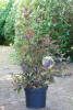 Physocarpus opulifolius Summer Wine ® C 5 60-80 cm