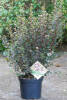 Physocarpus opulifolius Tiny Wine ® C 4 40-60 cm
