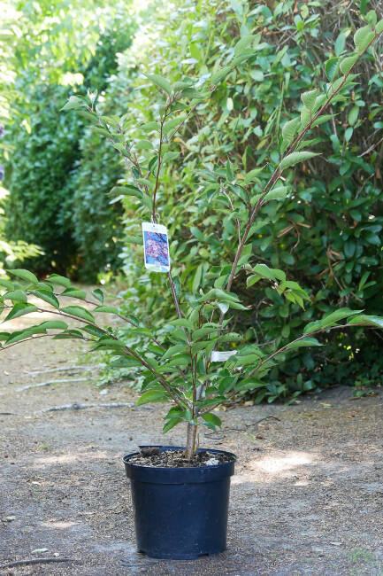 Prunus subhirtella Accolade C 7,5 60-100 cm