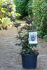 Sambucus nigra Black Tower ® C 5 40-60 cm