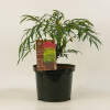 Mahonia eurybracteata Sweet Winter C 3 30-40 cm