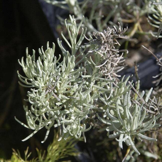Helichrysum italicum P 0,5