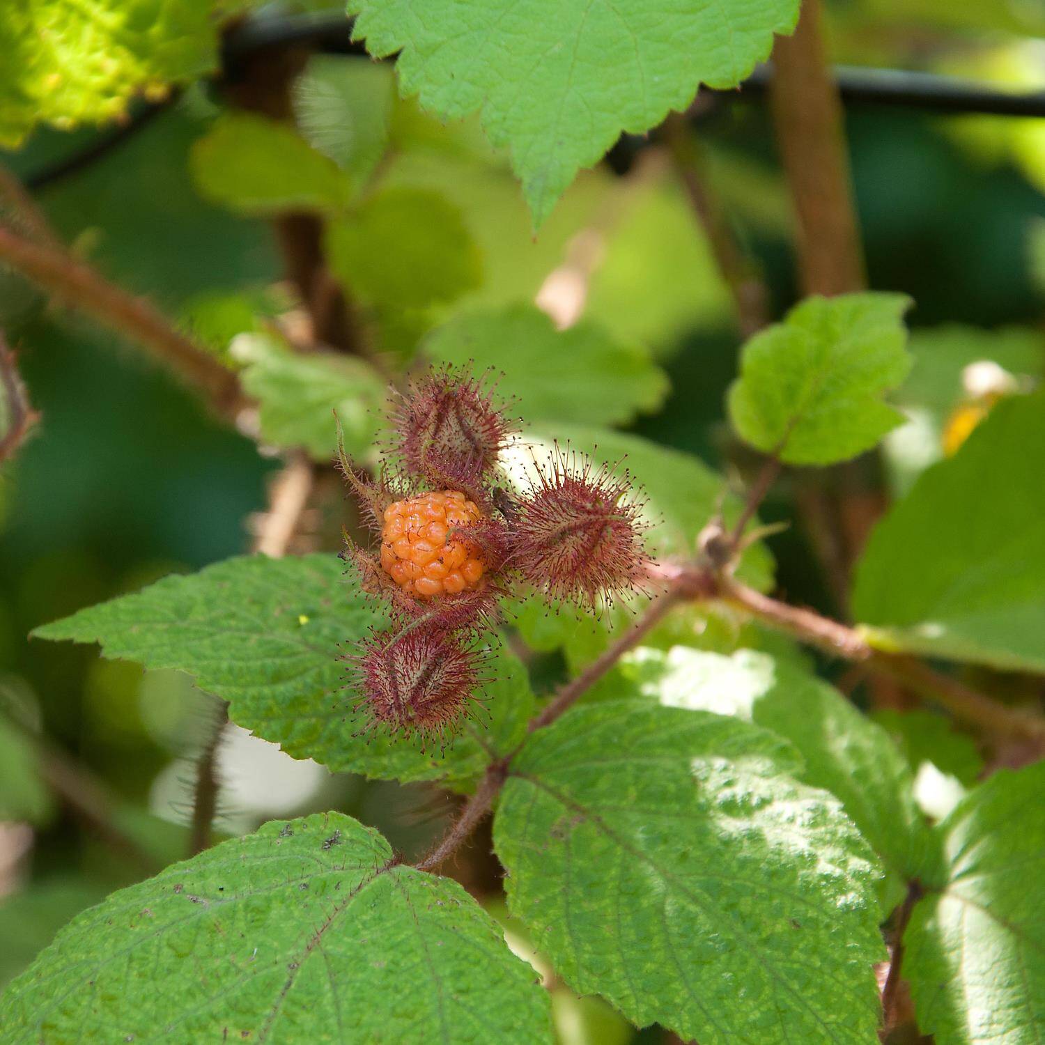 Kategorie <b>Obst </b> - Japanische Weinbeere - Rubus phoenicolasius