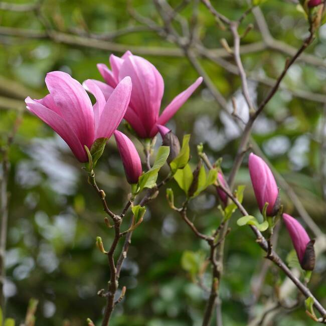 Magnolia sprengeri Galaxy