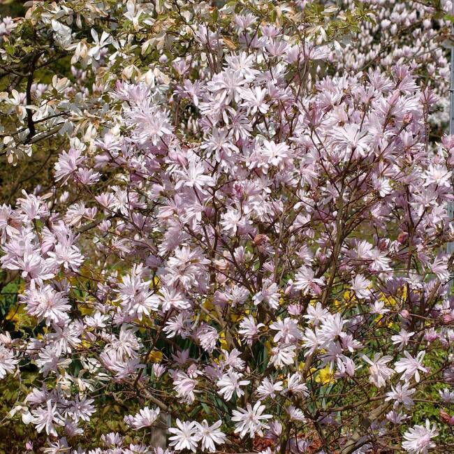 Magnolia stellata George Henry Kern C 5 60-80 cm