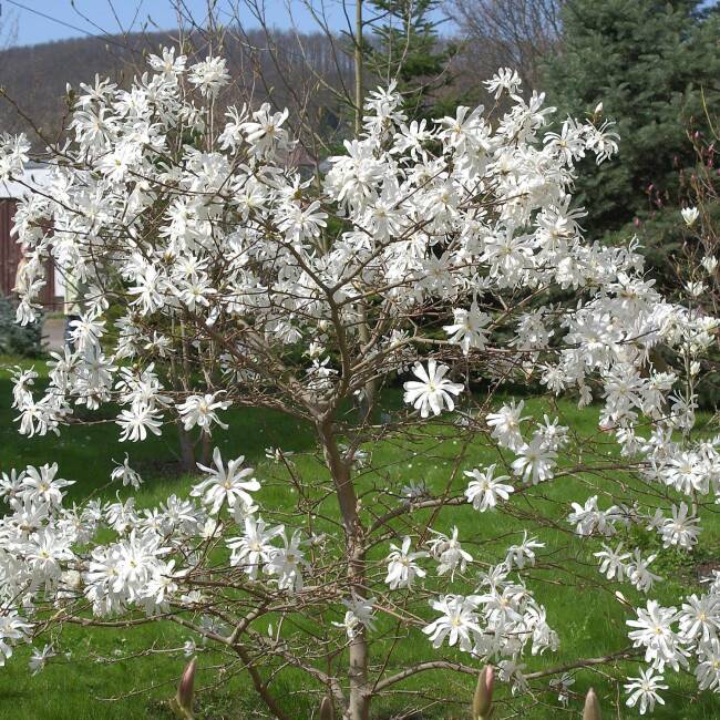 Magnolia stellata Royal Star C 5 60-80 cm