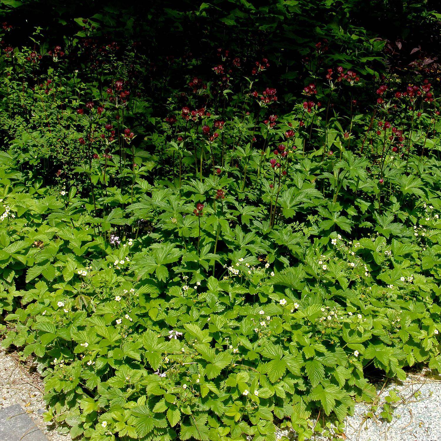  Wald Erdbeere - Fragaria vesca